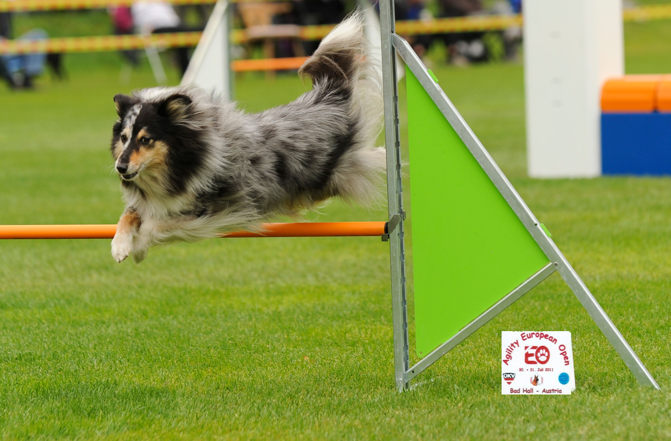 Agility: juli 2011 European Open – Snoopy