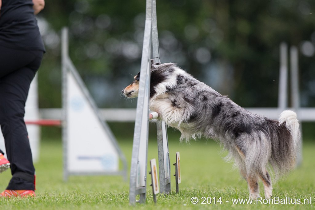 Agility NK 2014 snoopy