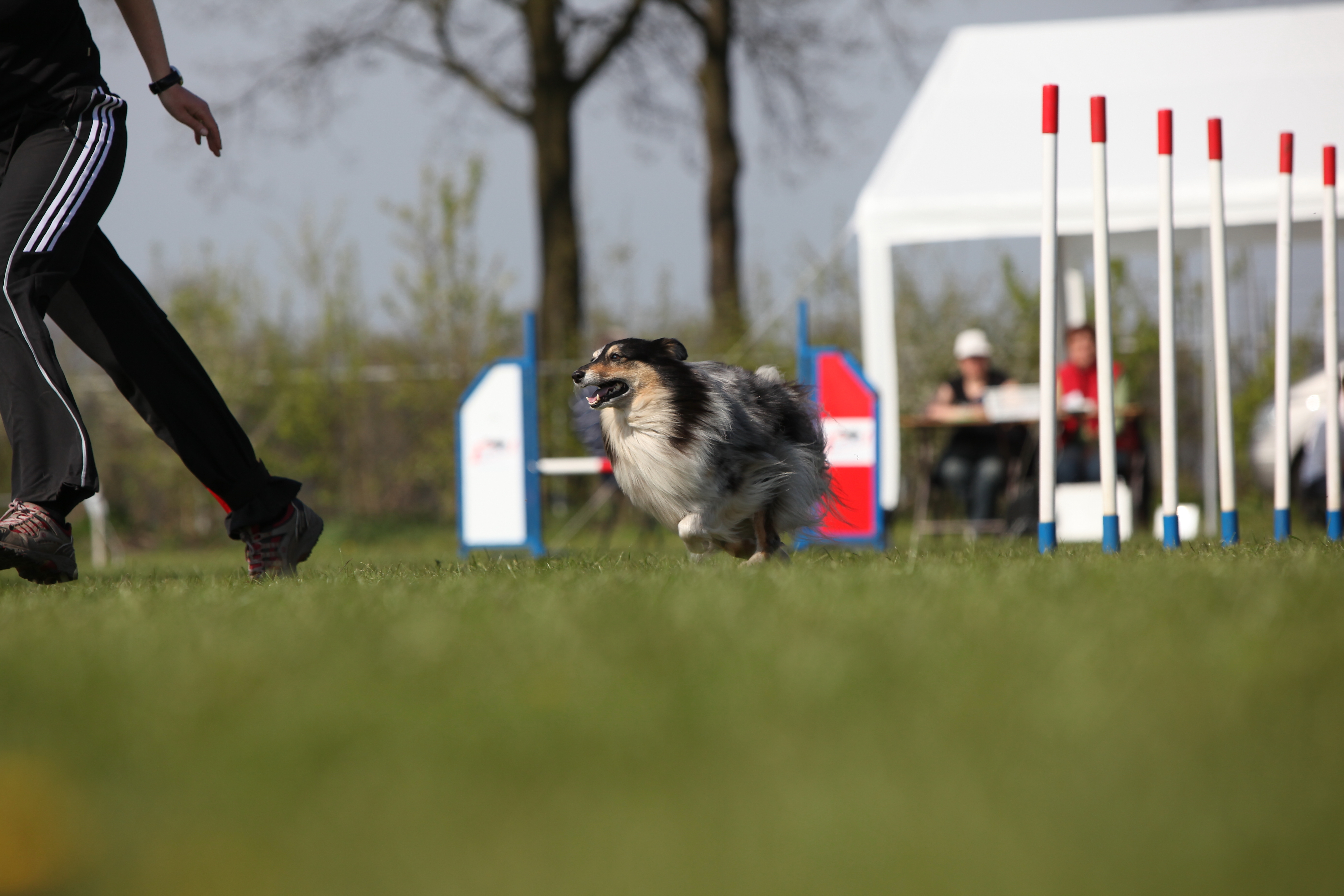 Agility:  april 2010 Snoopy