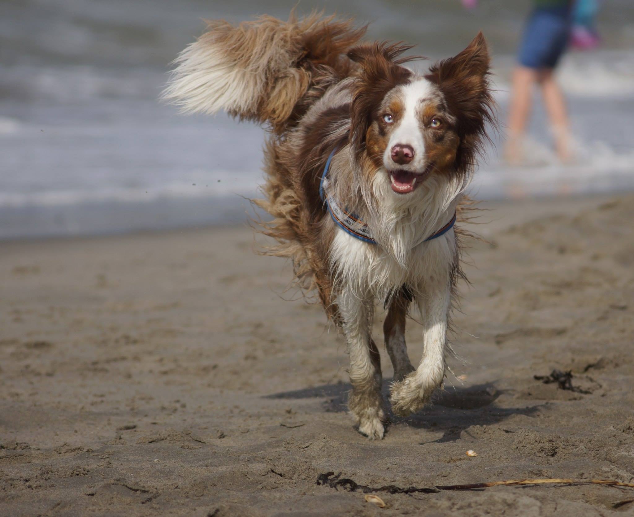 Matika aan het strand september 2014