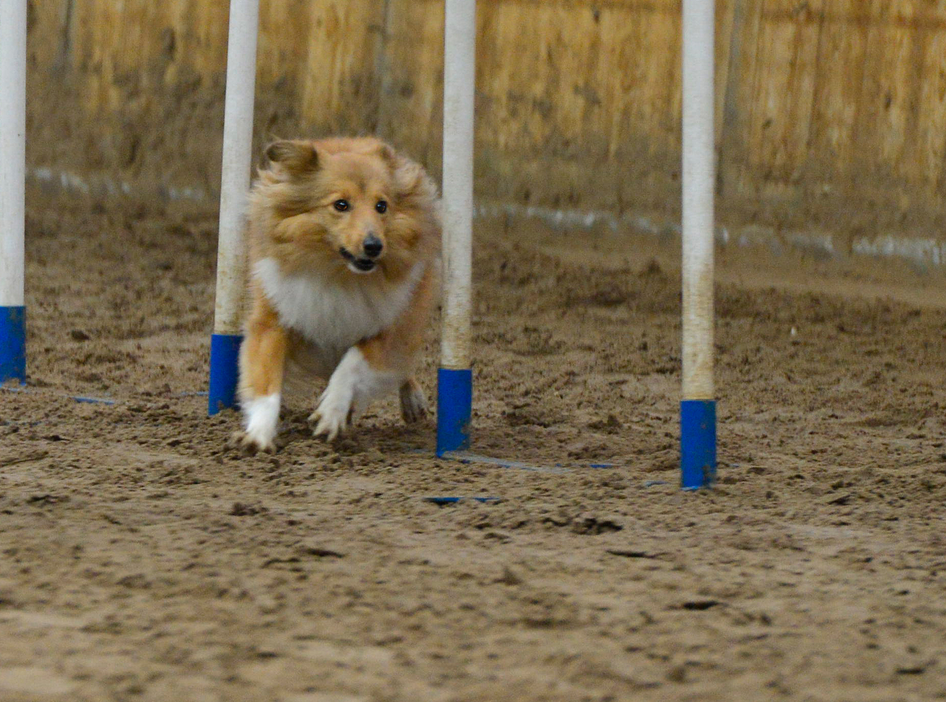 Nikita tijdens de sheltiewedstrijd van 2014