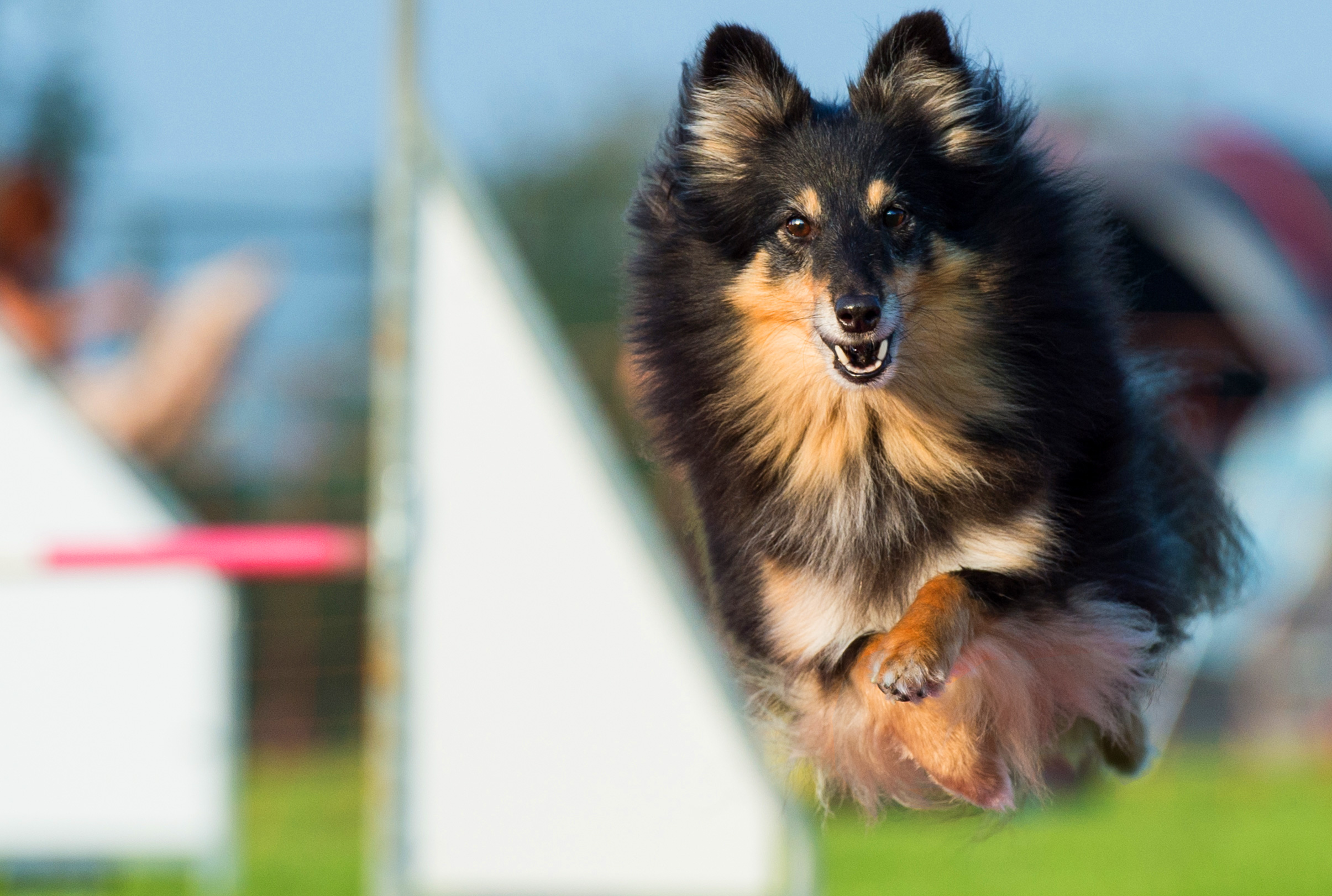 Agility: Kayleigh op de Lia Janssen Bokaal