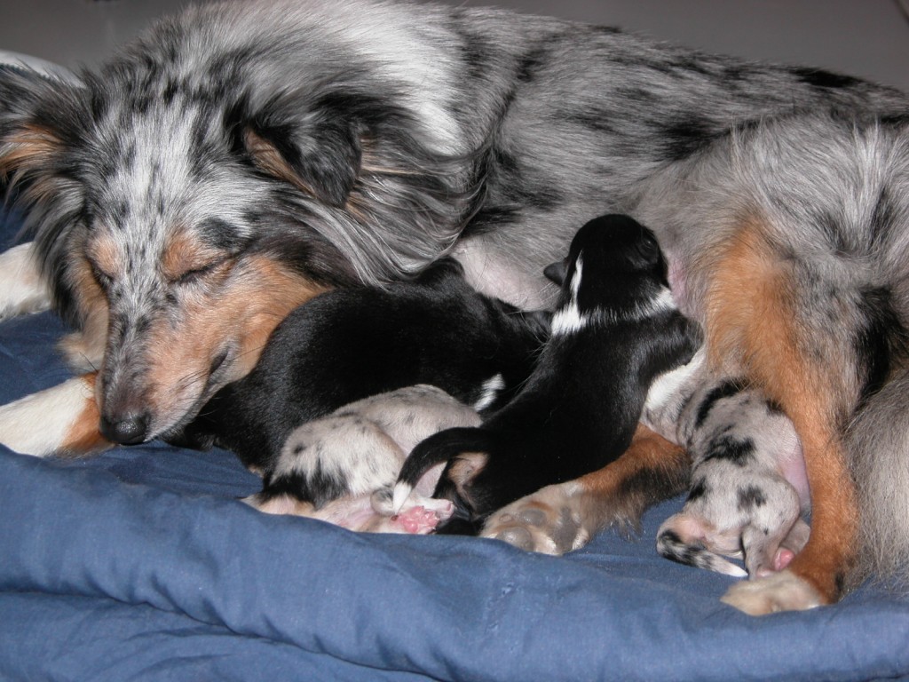 Pebbles en haar eerste babies